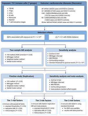 Causality of genetically proxied immunophenotypes on cardiovascular diseases: a Mendelian randomization study